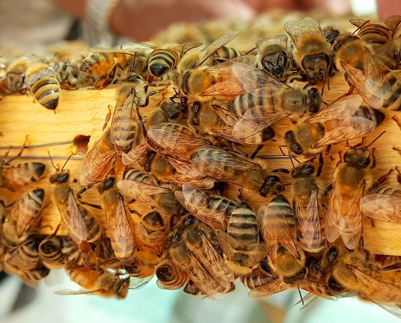 В Азербайджане созданы «умные ульи» для развития местного пчеловодства