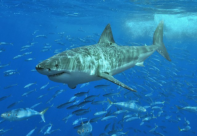 Биолог Орлов объяснил инцидент с нападением акулы на туристку в Египте