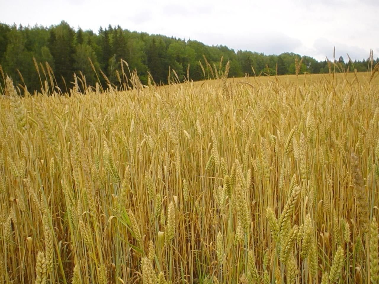 Эксперты считают, что из-за продовольственного кризиса пшеница превратится в новое оружие