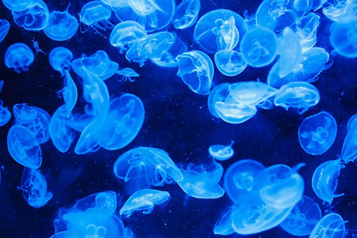 В Азовском море нашествие медуз