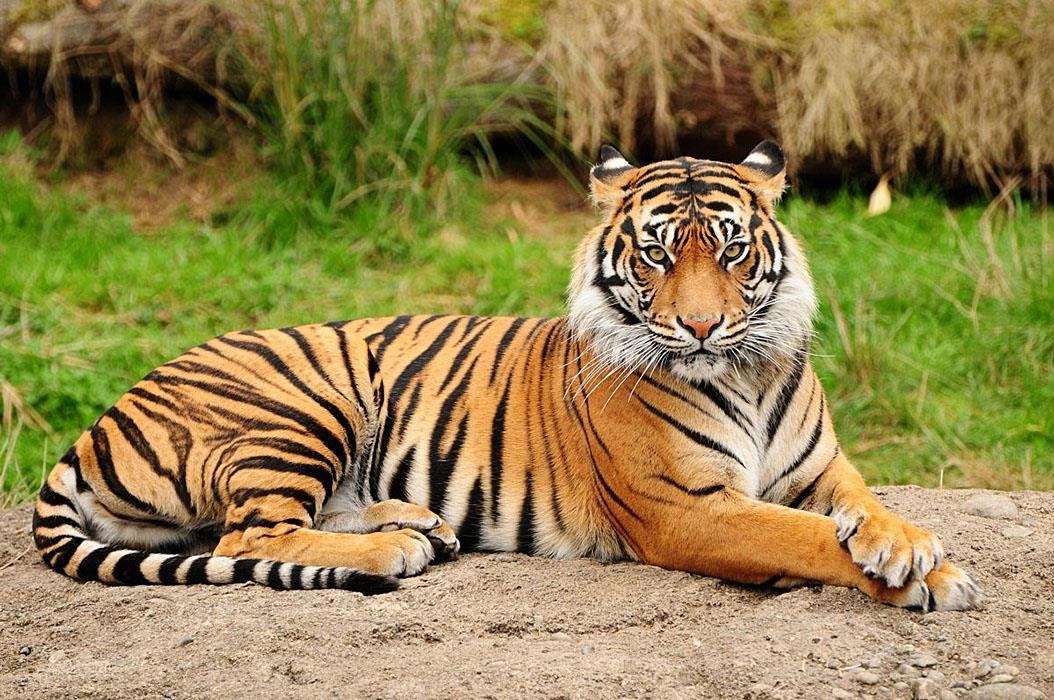 Женщина отбила своего полуторагодовалого сына от тигра