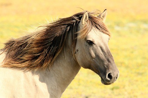 В Севастополе началась бесплатная вакцинация лошадей против лептоспироза