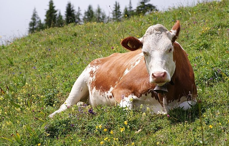 Специалисты из России научились определять коров, пригодных для производства сыра