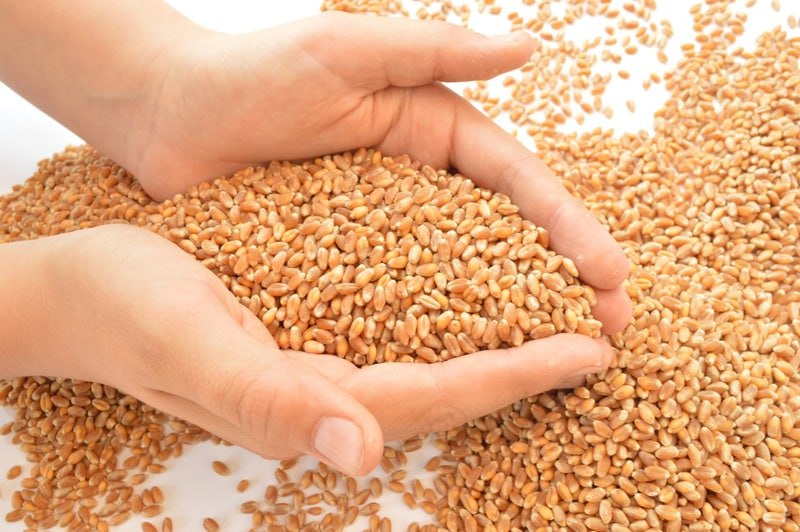 ТПП сообщила, что Минсельхоз изучает возможность новых закупок зерна в госфонд