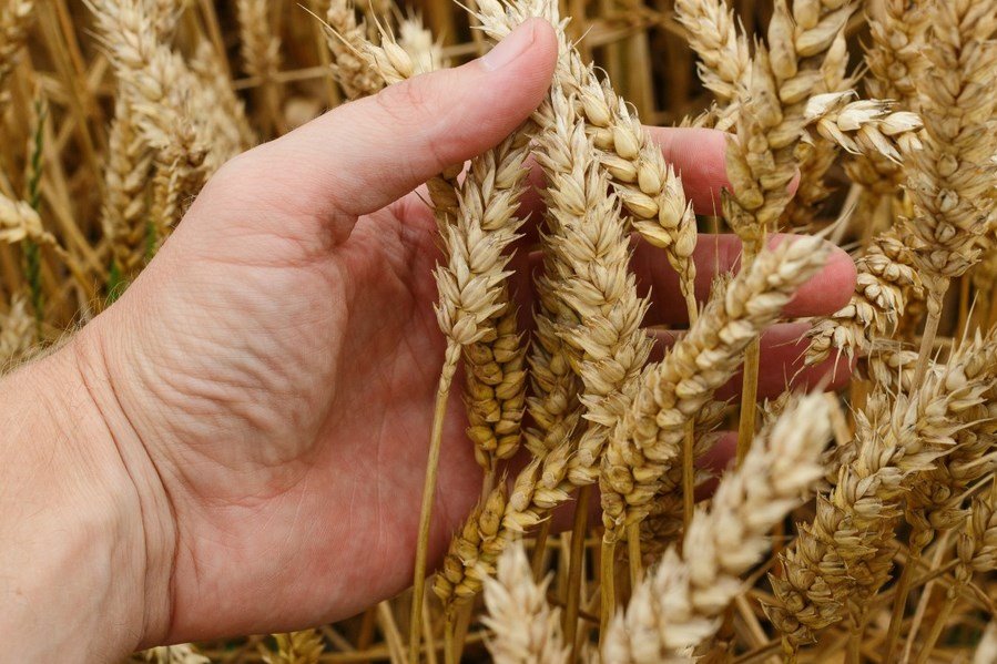 Gazeta: В Польше возмущены поставками украинского зерна в обход нуждающейся Африки