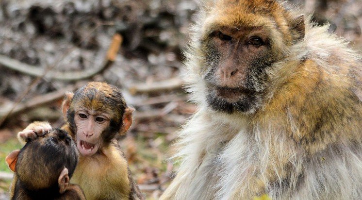 Китайский мастер единоборств устроил драку с обезьянами
