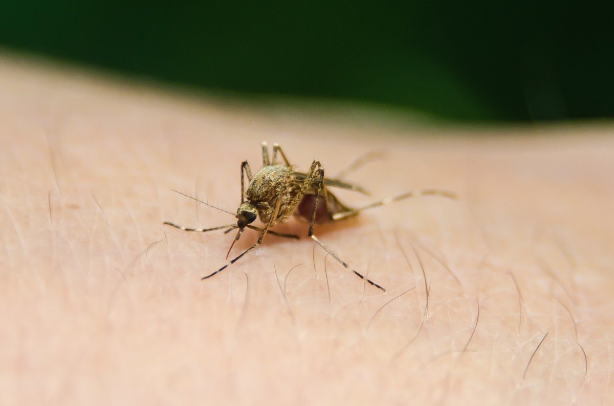 Житель Красноярска рассказал, как заразился лихорадкой денге