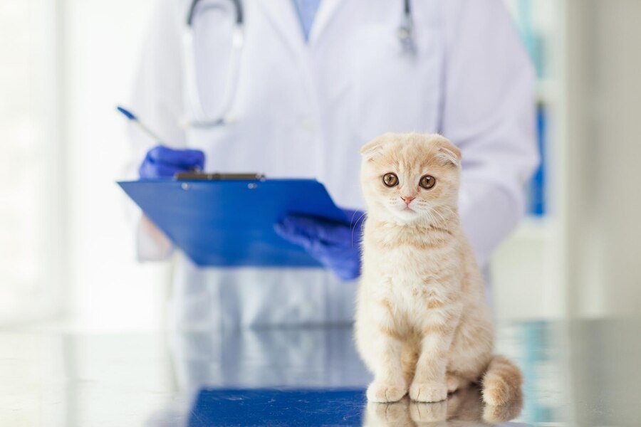 Почему не стоит пропускать визиты к ветеринару – мнение экспертов