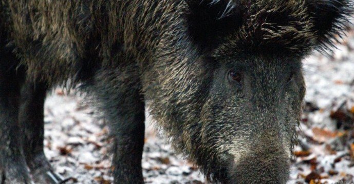 В американской Миннесоте готовятся к возможному нашествию диких свиней