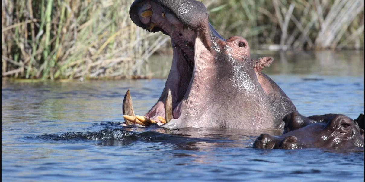 В Испании нашли древнейший предмет из бегемотовой кости