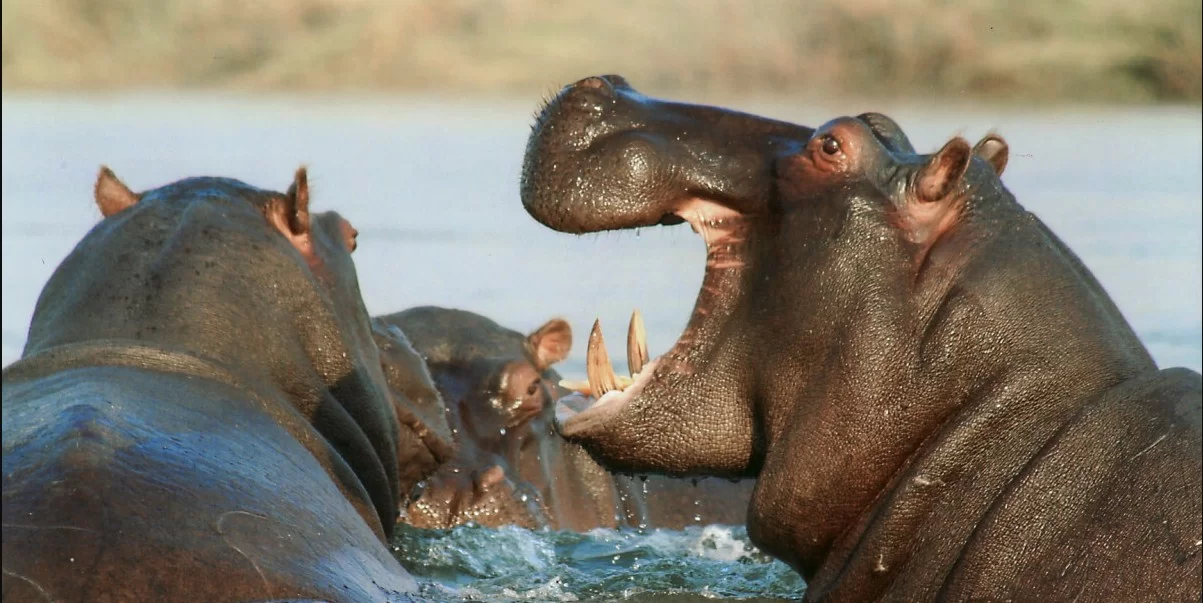 Рекорд орнатқан порножұлдыз Еуропалық транссексуалдық порно фотосуреттер