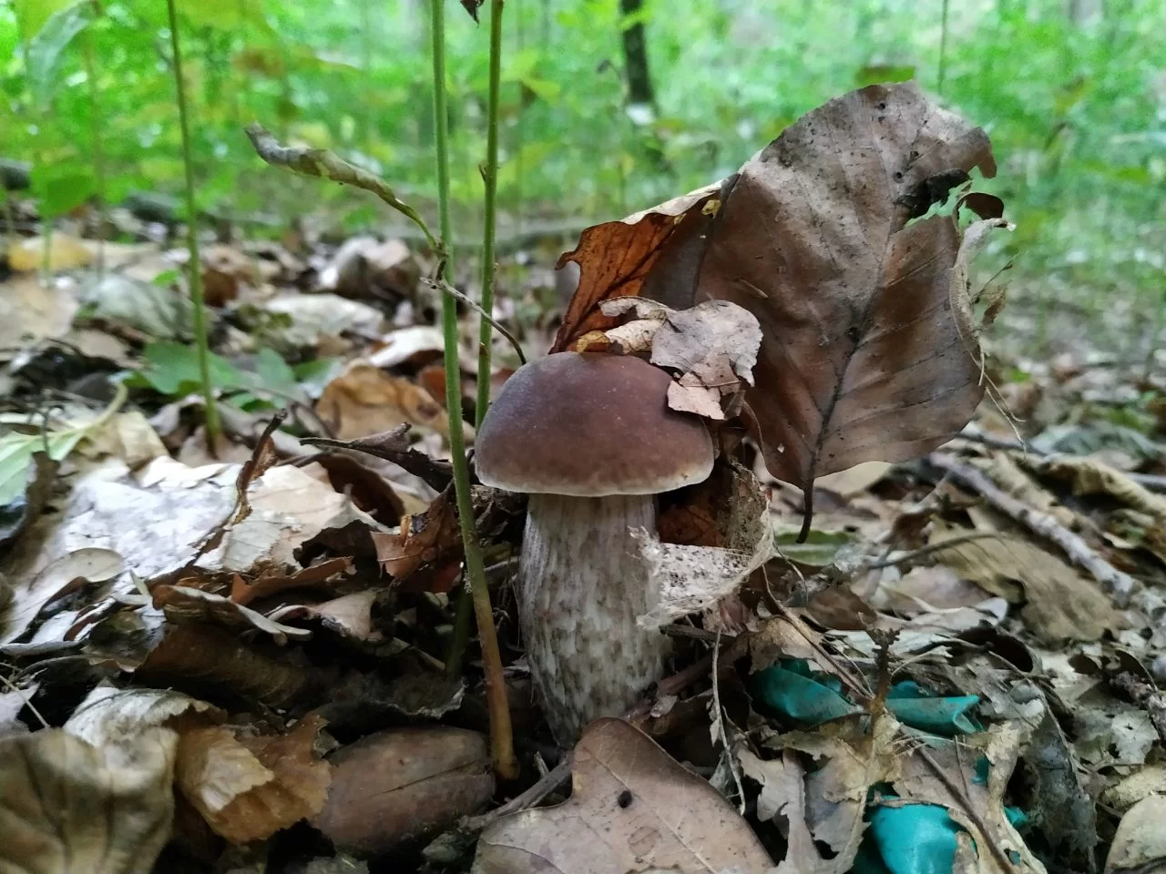 Выявили новые полезные свойства грибов на Урале