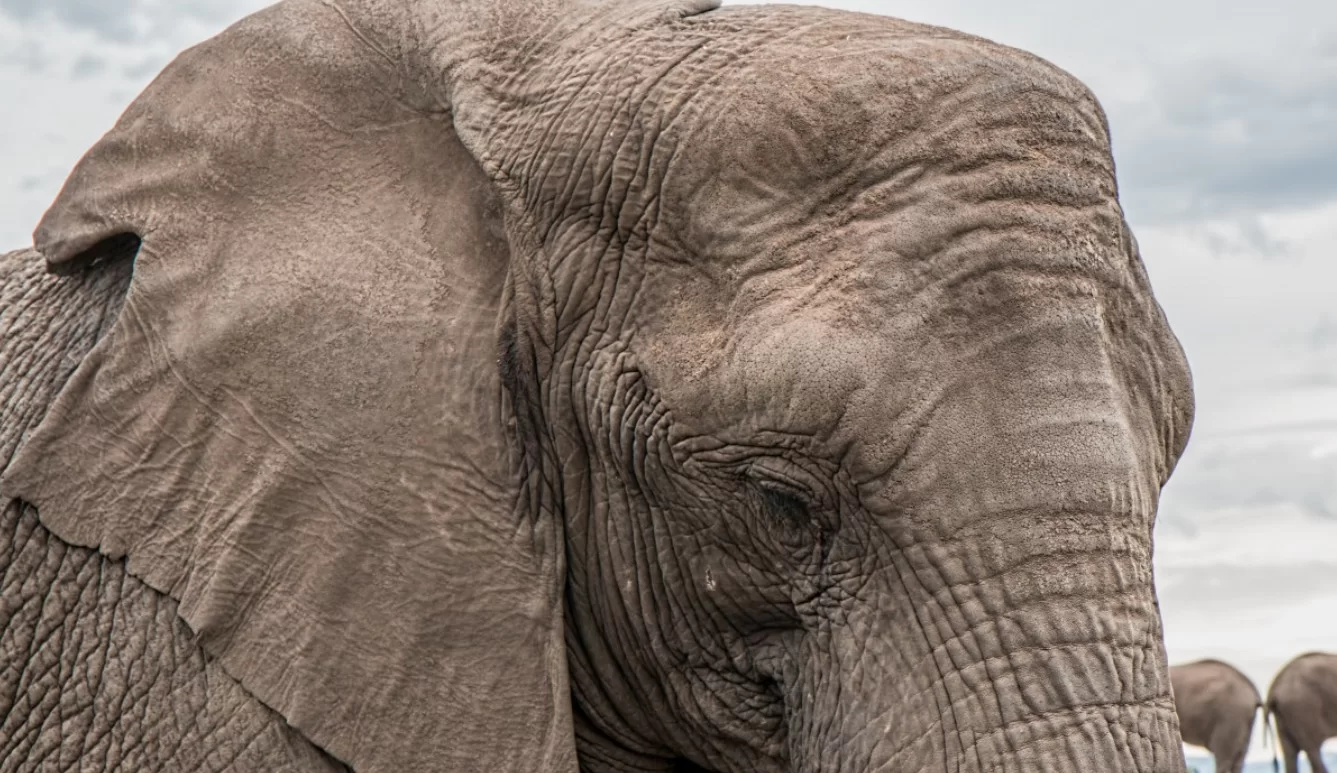 Слон Шанкар, известный как «самый одинокий в мире», скончался от вируса в зоопарке Дели