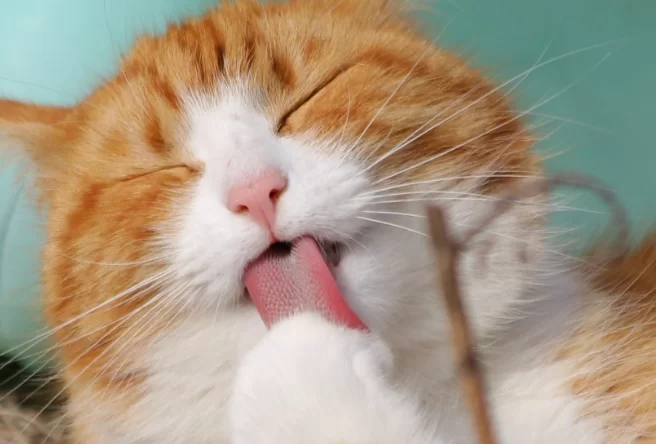 Ученые: пожилым людям стоит избегать контакта с кошками из-за токсоплазмоза