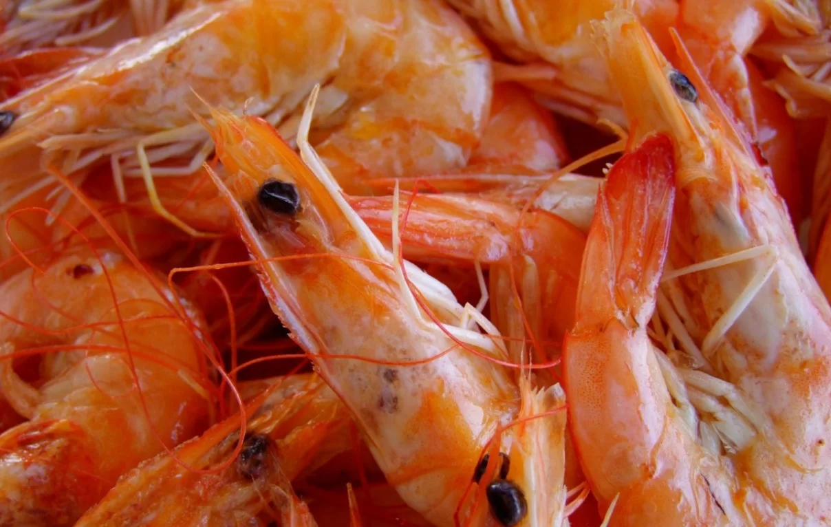 Ученые из Сибири совместно с коллегами из Мексики создали лекарство для креветок