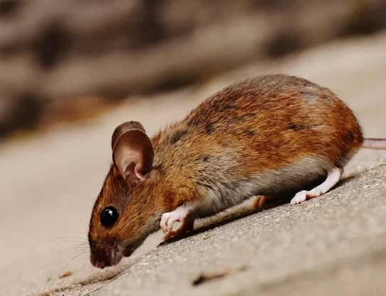 Учёные из Китая впервые наблюдали развитие мозга эмбриона мыши в реальном времени