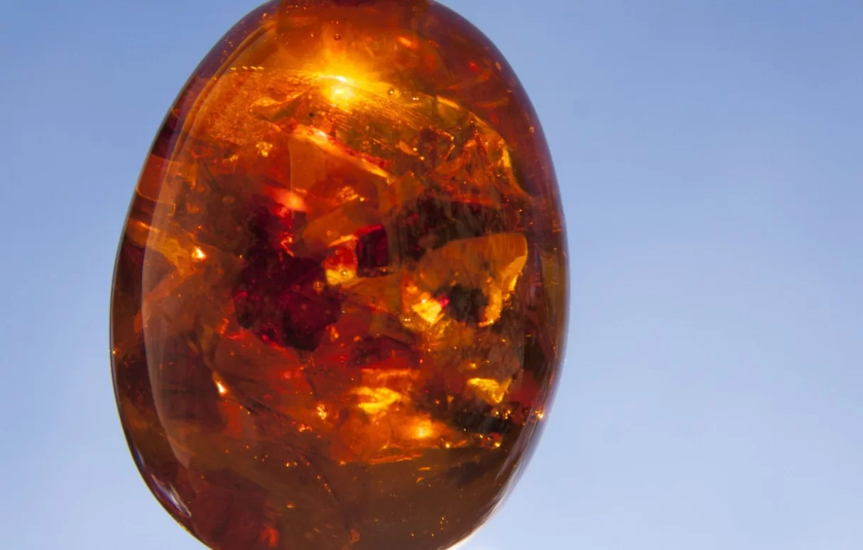 Палеонтологи нашли 99-миллионные насекомые, заражённые грибами рода Ophiocordyceps