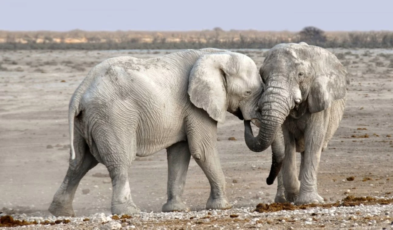 Частичный скелет слона 1,78 миллиона лет показал древнюю разделку