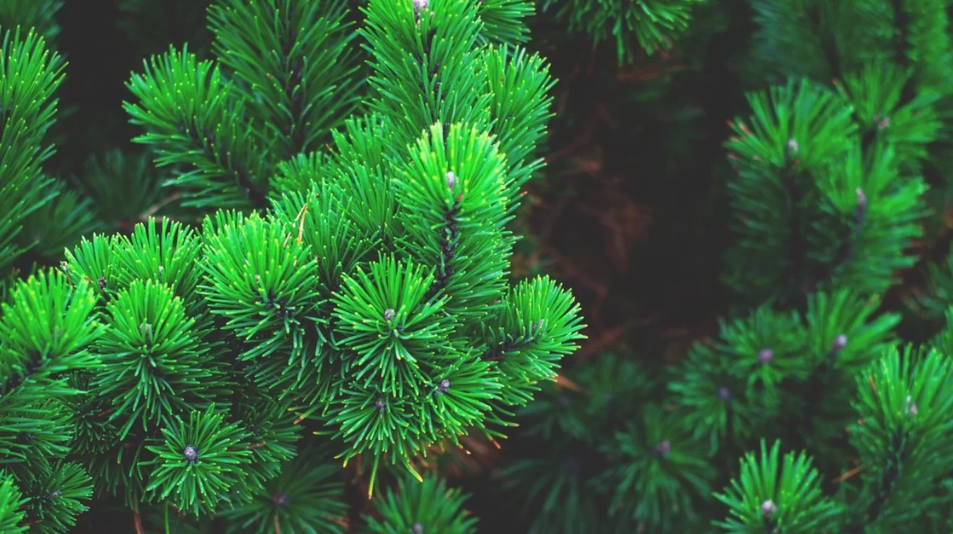 Финские учёные нашли золотые наночастицы в хвое норвежской ели