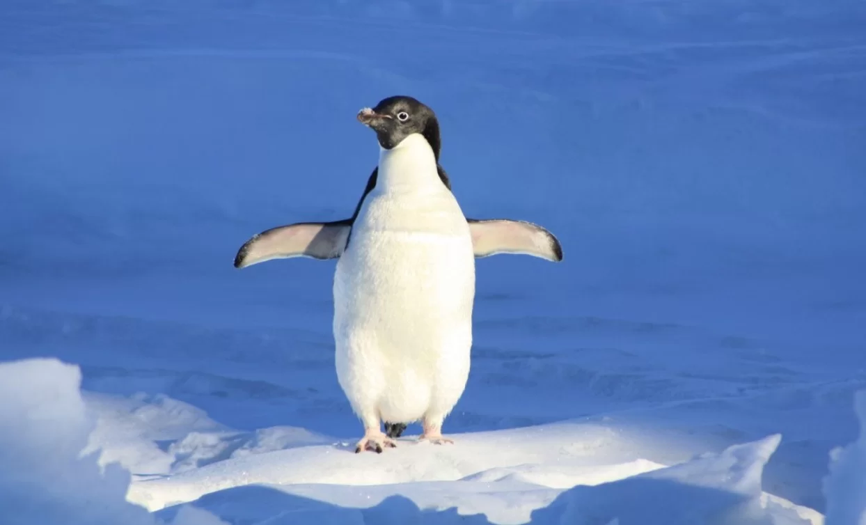 Учёные зафиксировали рекордное смещение сезона размножения антарктических пингвинов
