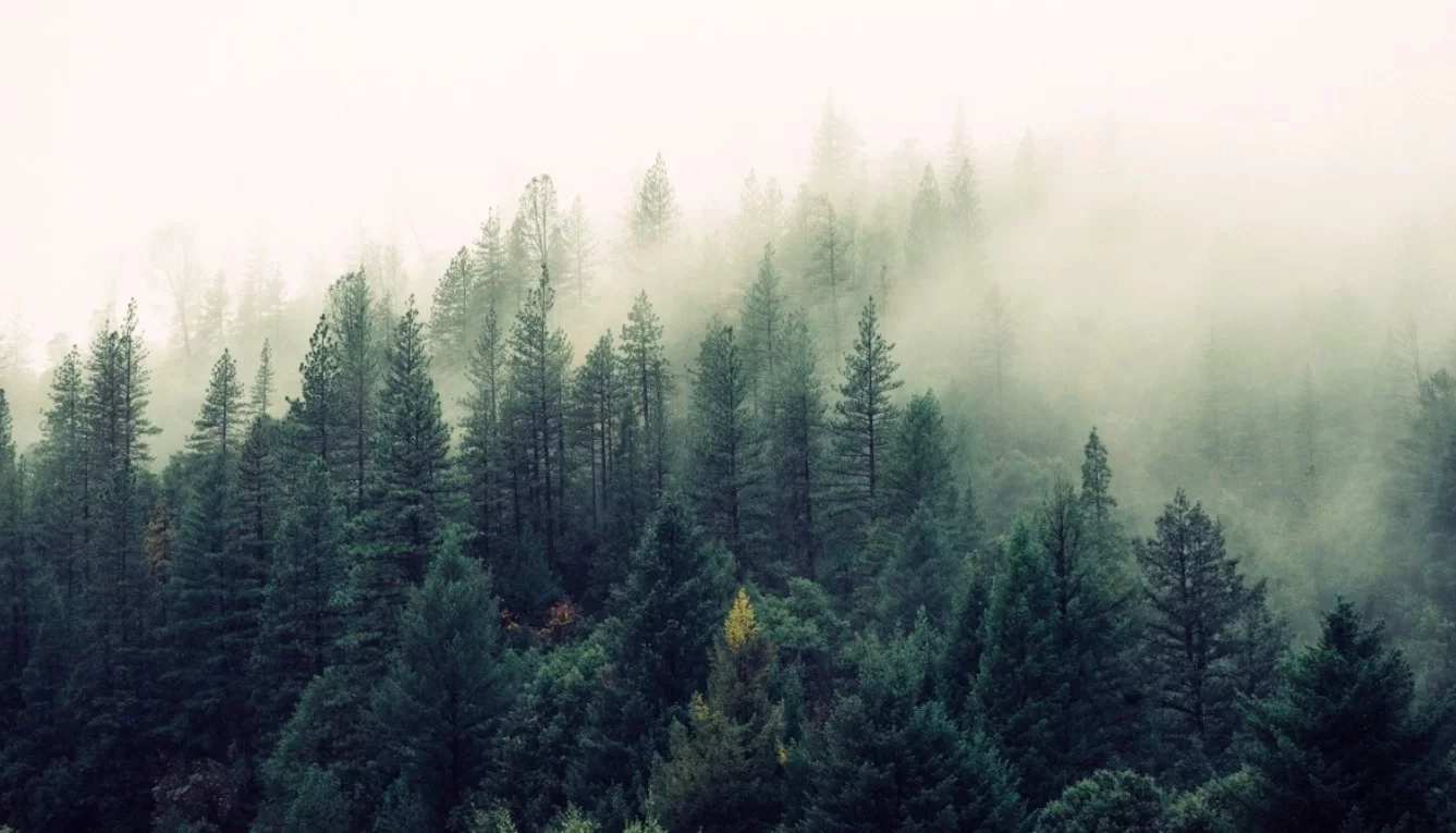 Ученые пытаются воскресить дерево-«зомби» из тропических лесов