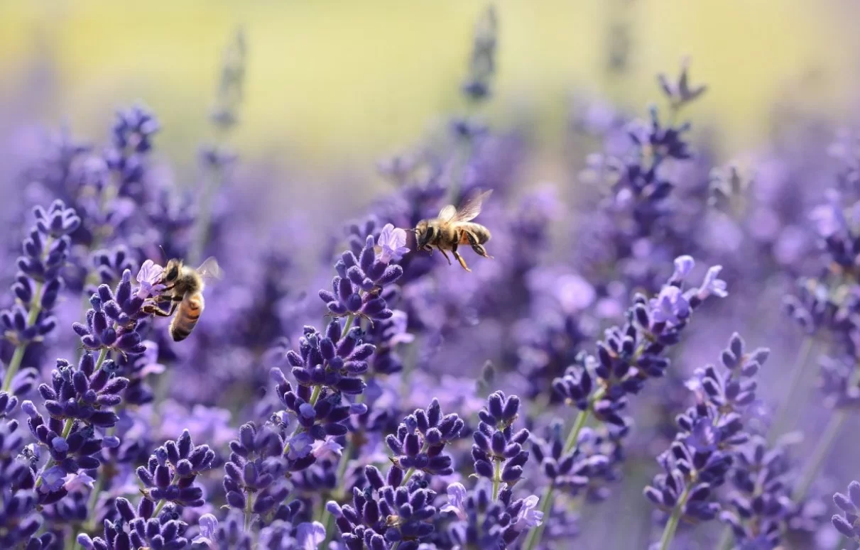 Ученые обеспокоены таинственным исчезновением насекомых по всему миру