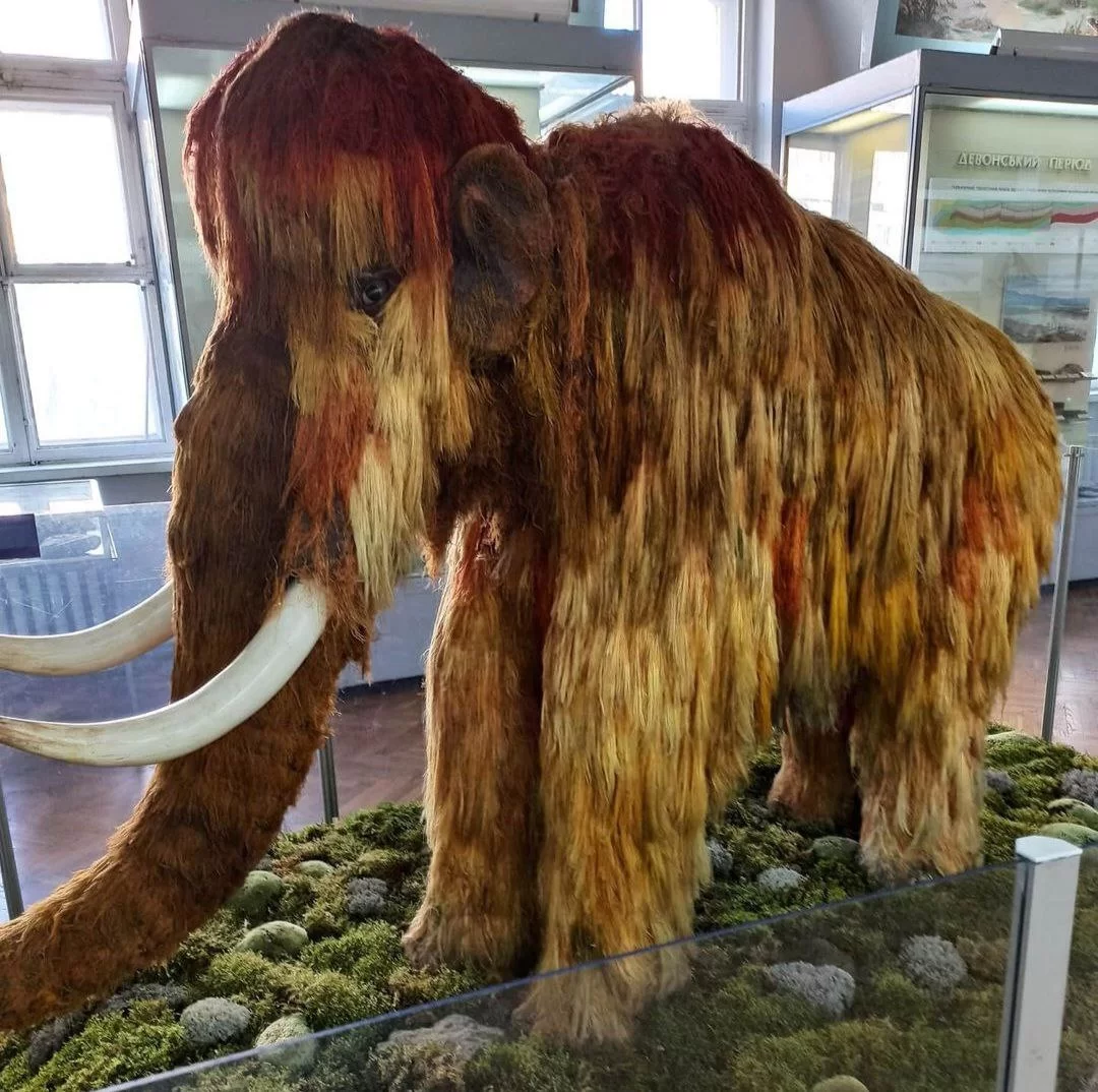 Новосибирские археологи выяснили, почему в Каргатском районе вымерли последние мамонты