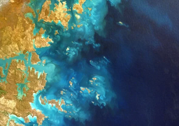 У берегов Гонконга выявили два новых вида мягких кораллов