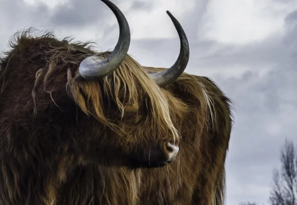 Названа причина вымирания мамонтов в Сибири