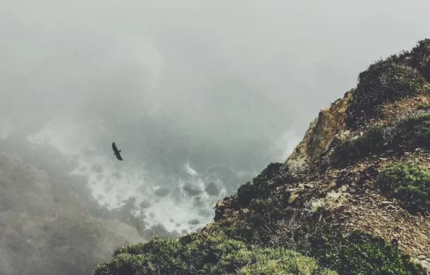 В боливийских саваннах обнаружили новую певчую птицу