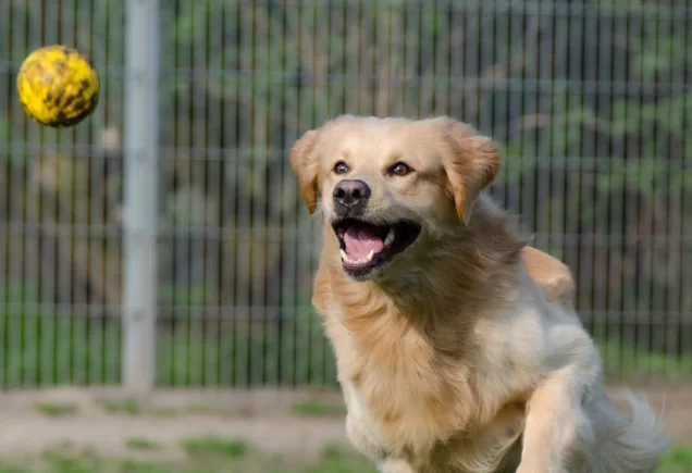 Собаки могут учить новые слова, «подслушивая» хозяев