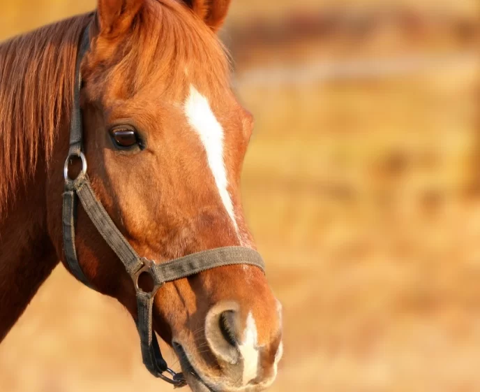 Ученые рассказали, как лошади чувствуют человеческий страх
