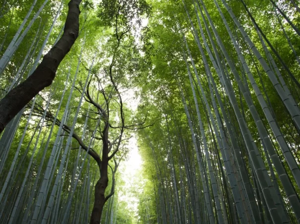 Прогулки по паркам и улицам с деревьями снижают уровень стресса