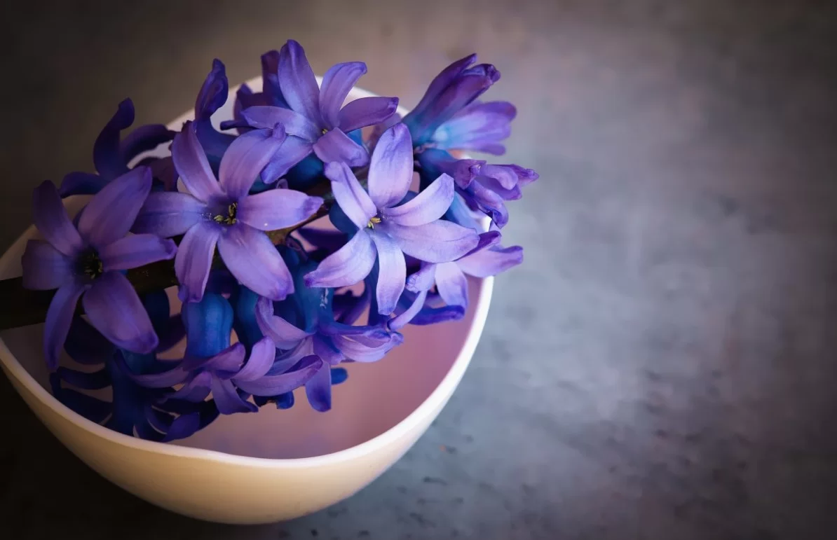 Ученые: Фиолетовый цвет существует лишь в мозге человека