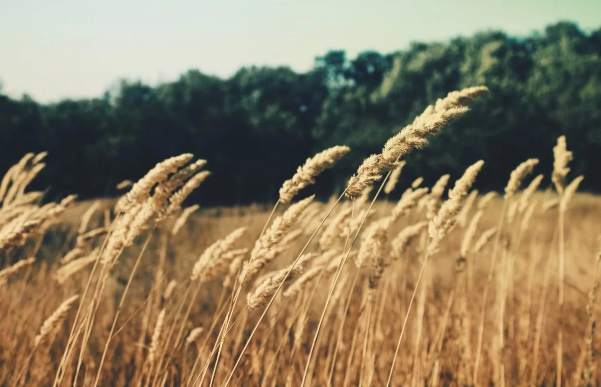 Новая технология ведет к резкому повышению урожайности озимой пшеницы