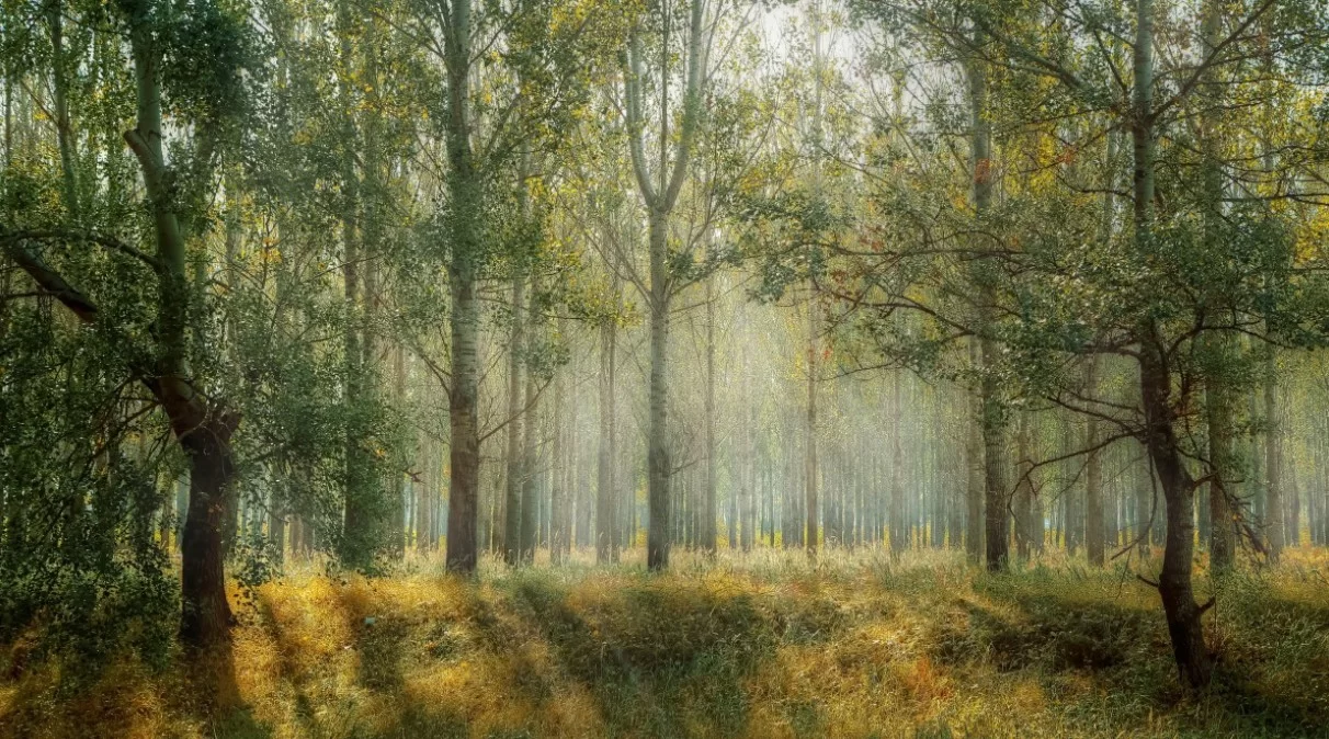 Российские ученые впервые создали светящиеся растения с генами грибов