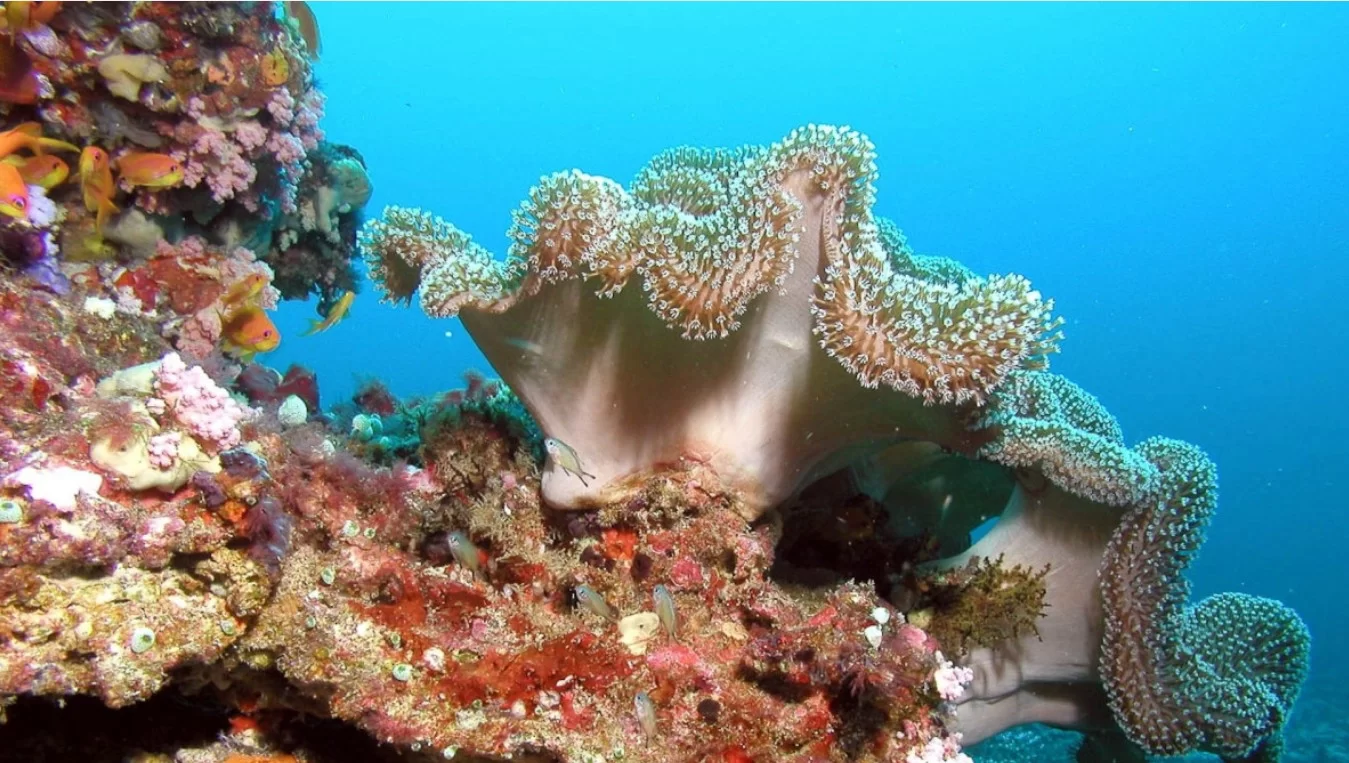 Пищевые цепи в коралловых рифах Карибского моря стали на две трети короче