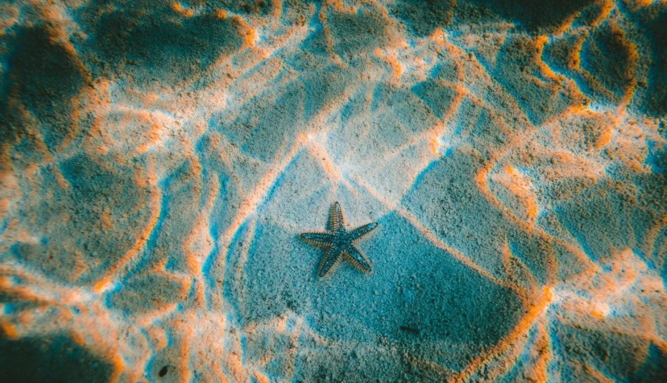 Сокрушительное давление океана изменяет способы перемещения углерода ко дну