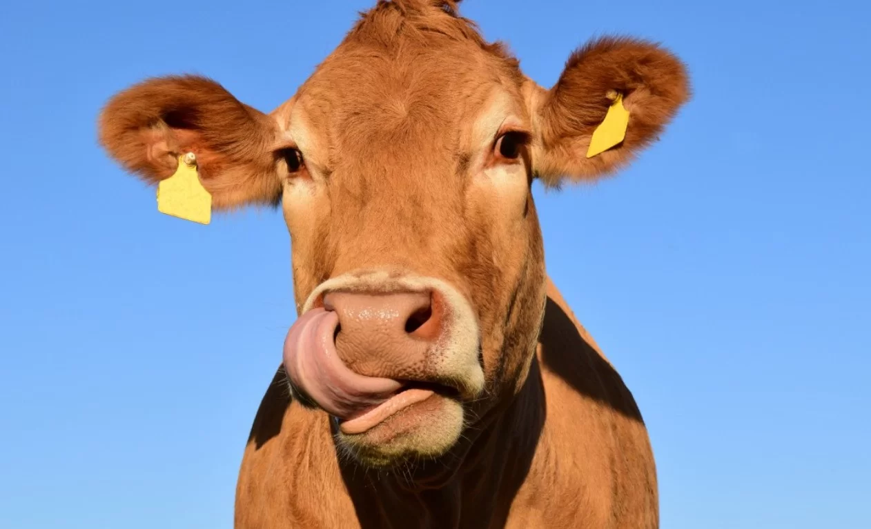 Ученые исследуют интеллект коров и лошадей и их способности