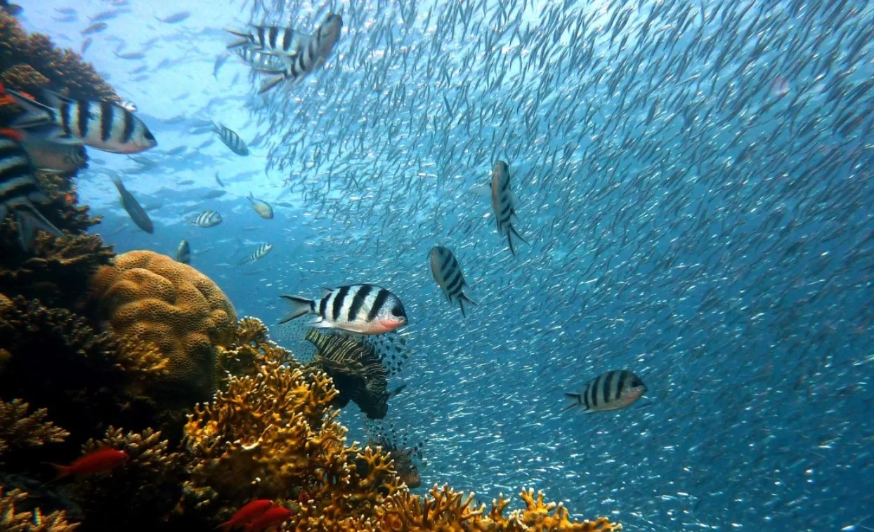 В глубоководных районах Аргентины обнаружены существа, ранее не описанные наукой