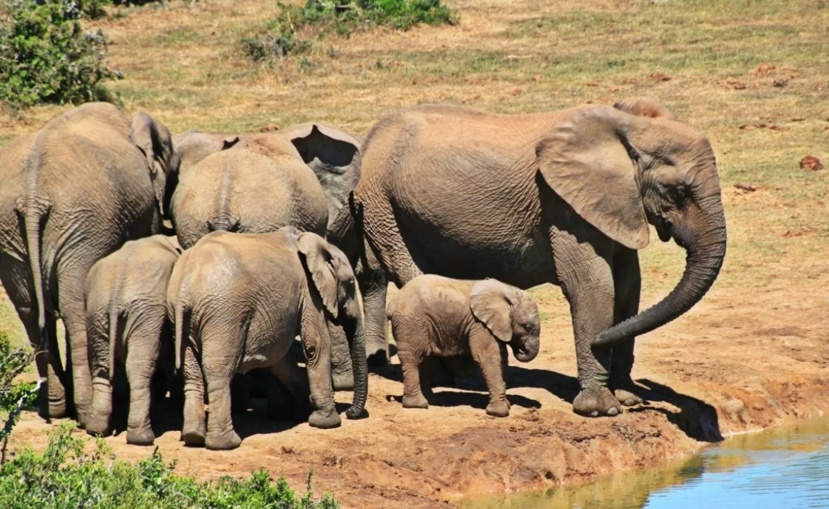 Учёные показали, что сенсорные волоски сделали слоновий хобот мощным и чувствительным
