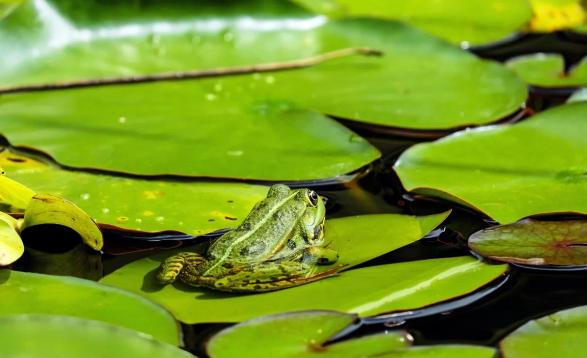 Учёные выявили, что потепление сдвинуло брачные крики сьерранских лягушек