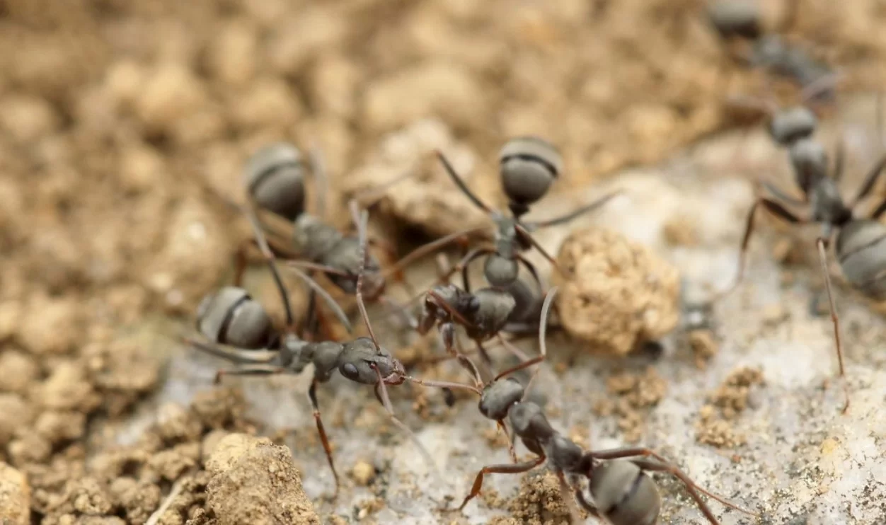 Энтомологи обнаружили вид муравьев без самцов и рабочих особей