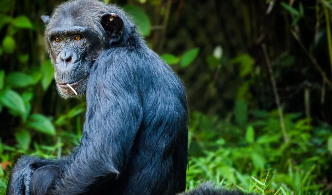 Приматологи зафиксировали у шимпанзе ежедневное потребление алкоголя в дикой природе