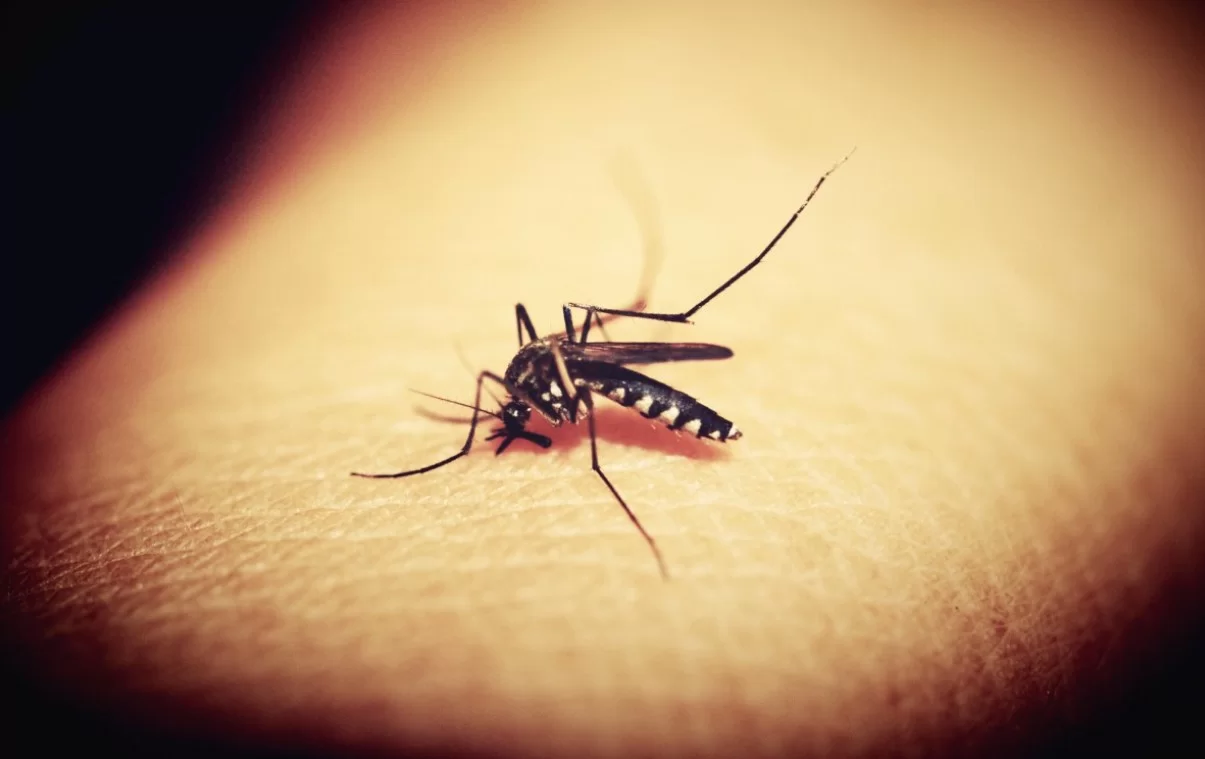 Комары начали кусать людей почти два миллиона лет назад