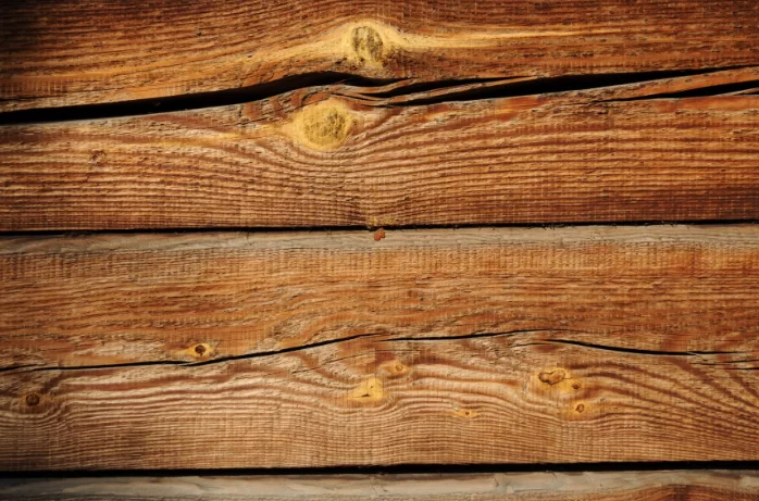 Ученые выяснили, из какой древесины Страдивари создавал свои знаменитые инструменты