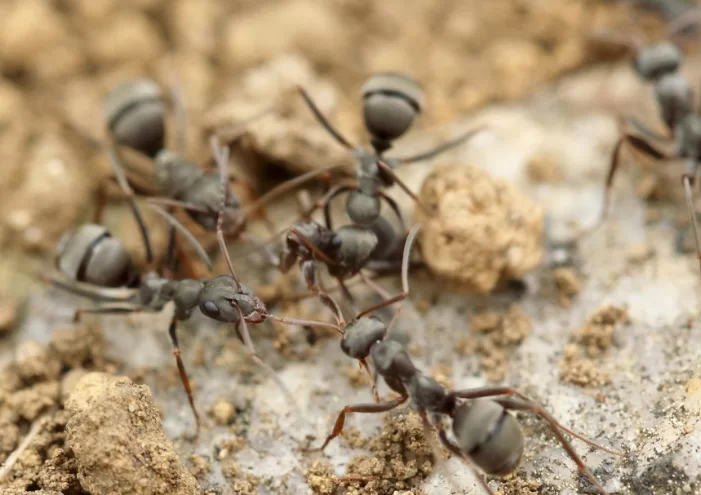 В янтаре из собрания Гёте обнаружили муравья, жившего 40 миллионов лет назад