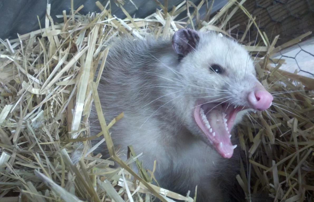 В Новой Гвинее обнаружили опоссумов, считавшихся вымершими 6 тысяч лет назад
