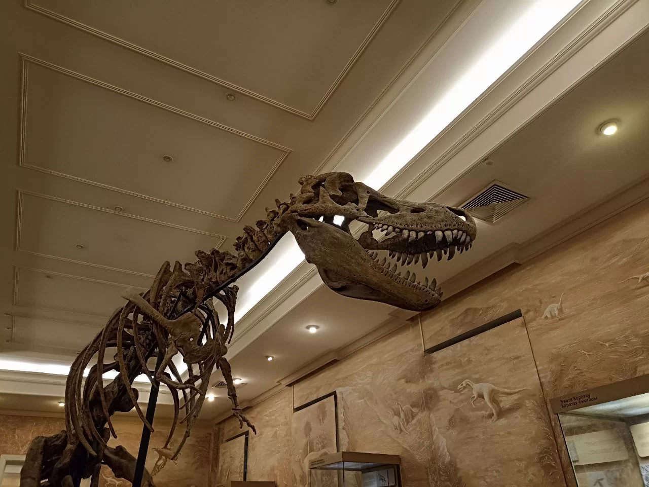 Палеонтологи нашли в Марокко гигантского мозазавра длиной более 9 метров