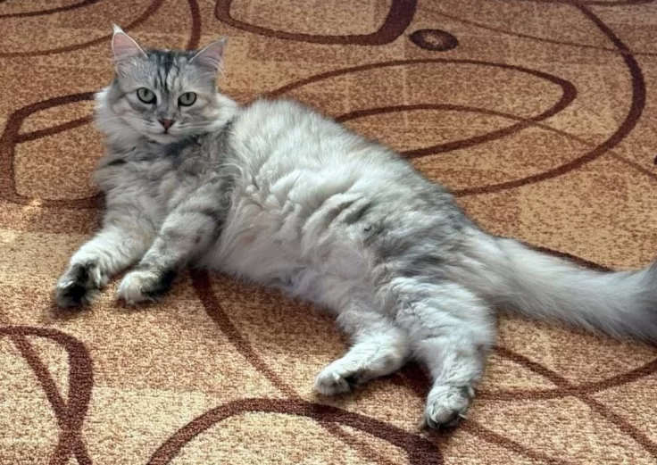 Учёные объяснили, как кошки почти всегда приземляются на лапы при падении